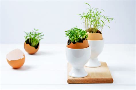 Žerucha pestovaná v škrupinách od vajec