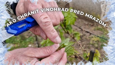 ukážka zásteny z prírodných materiálov na ochranu mladých rastlín pred vetrom