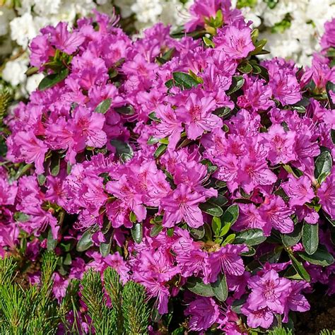 detailný záber kvetov a listov kultivaru Azalka Geisha Purple