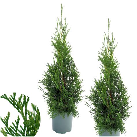 prehľad rôznych kultivarov azaliek s vyznačenou odolnosťou voči mrazu