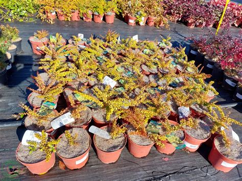 Detail zlatožltých listov Dráča Thunbergovho 'Maria'