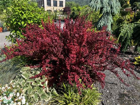 Dráč Thunbergov 'Maria' v záhradnej kompozícii