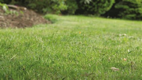 Tematická fotografia: Prebúdzajúci sa jarný trávnik s rosou a prvými zelenými steblami
