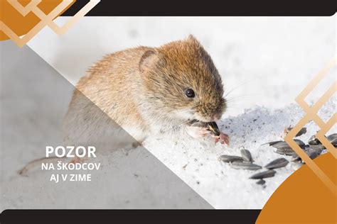 Ilustrácia najčastejších škodcov borievok