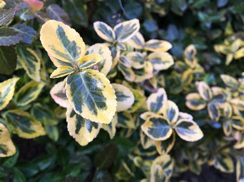 Bršlen s panašovanými listami