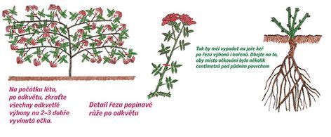 Ilustrácia tvarovania výhonov popínavej ruže do oblúkov