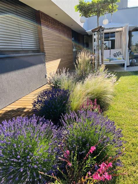 Záhon kvitnúcej fialovej levandule v letnom období