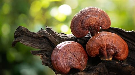Detail plodnice Lesklokôrovky lesklej (Reishi) s charakteristickým lakovaným klobúkom