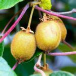 Ilustračná fotografia kiwi rastliny s plodmi