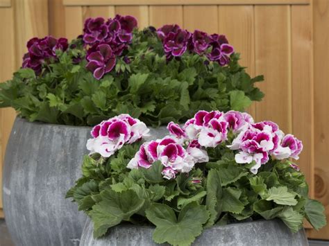 ilustračné foto rôznych druhov muškátov