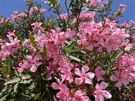 Infografika: Harmonogram starostlivosti o oleander (zálievka, hnojenie, rez a zazimovanie počas roka)