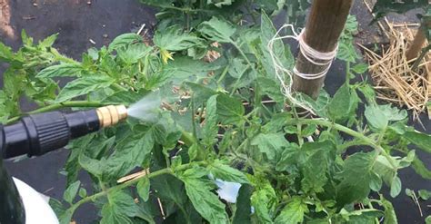 Detailná fotografia: Príprava roztoku z mlieka a jódu v postrekovači