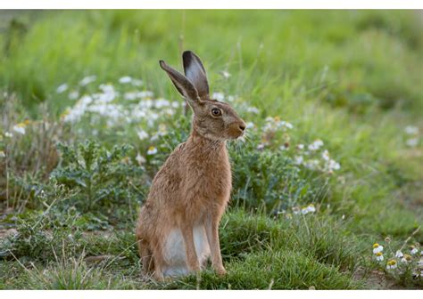 Detailná schéma anatómie zajaca poľného s vyznačením charakteristických znakov, ako sú dlhé ušnice a silné panvové končatiny.