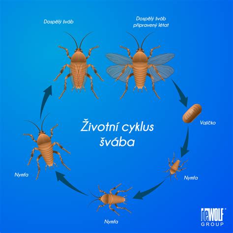 Infografika znázorňujúca cyklus superfetácie u zajačice a vývoj mláďat v priebehu roka.