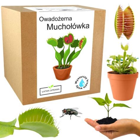 Ilustrácia mucholapky na slnečnom parapete s miskou vody