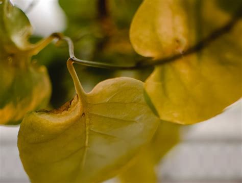 Infografika znázorňujúca príznaky nedostatku živín: žltnutie listov (dusík), fialové sfarbenie (fosfor), hniloba špičiek (vápnik)