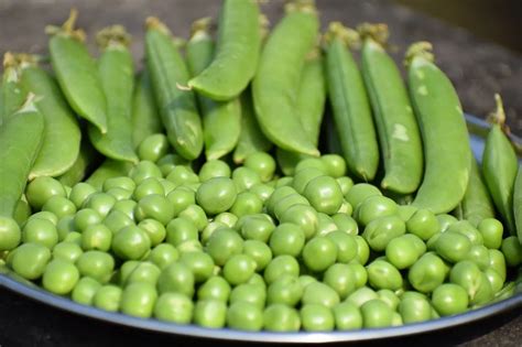 schéma ideálneho záhonu pre hrach s vyznačením rozostupov a opory