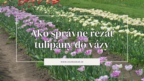 ilustrácia správneho odstránenia odkvitnutých kvetov tulipánov a ponechania listov