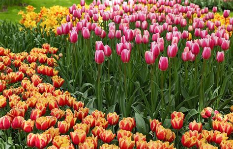 rozmanitosť druhov narcisov a tulipánov