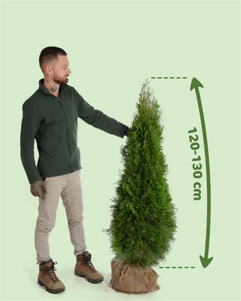 Schéma výsadby tuje Smaragd do veľkého kvetináča s drenážnou vrstvou a substrátom