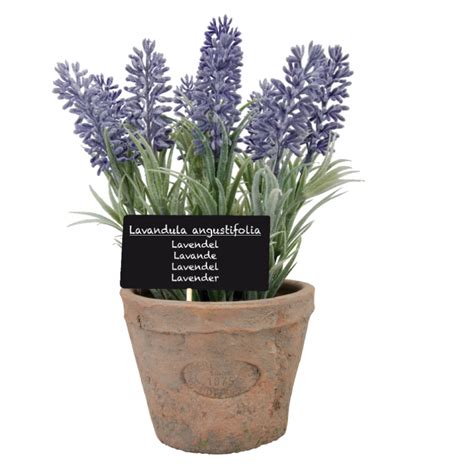 Detailný záber na kvitnúci trs levandule v terakotovom kvetináči na slnečnom balkóne