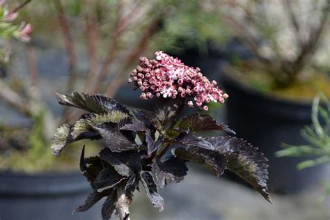 Záhrada s kríkmi s tmavými listami pre kontrast
