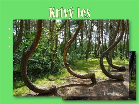 Ilustrácia rôznych foriem borovíc - strom, ker, plazivý ker