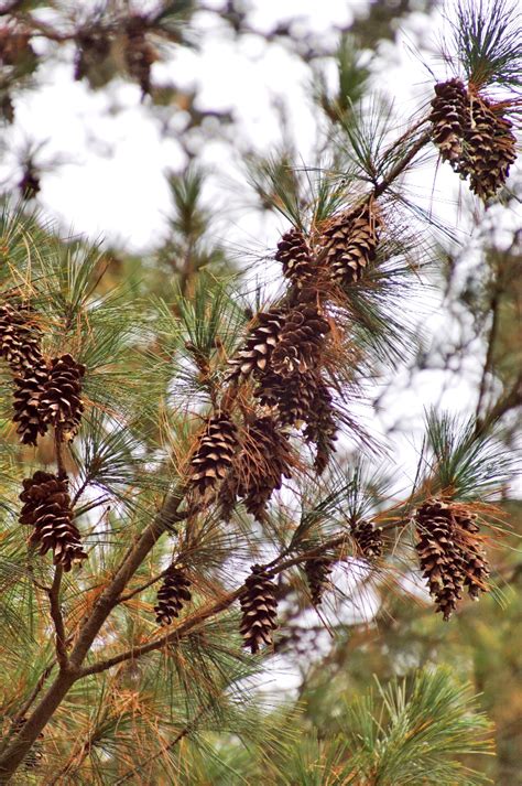Ilustrácia napadnutia borovice škodcami