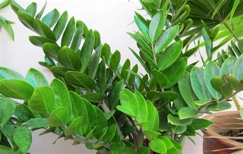 Ilustrácia odrezkov borovice pripravených na zakorenenie