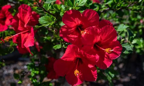 Detailný záber na nádobu s odrezkami čínskej ruže umiestnenú na svetlom mieste.