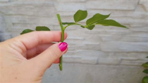 Ilustrácia znázorňujúca rôzne typy odrezkov čínskej ruže pripravených na zakorenenie.