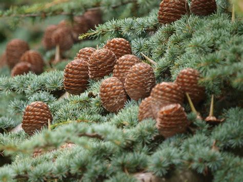 Detail šišiek a ihličia tuje západnej