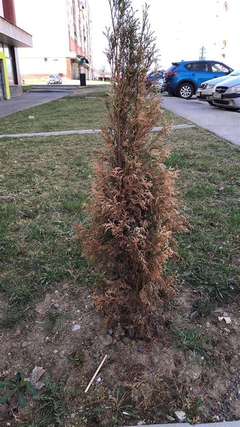 Fotografie ihličia tuje postihnutého hubovou chorobou