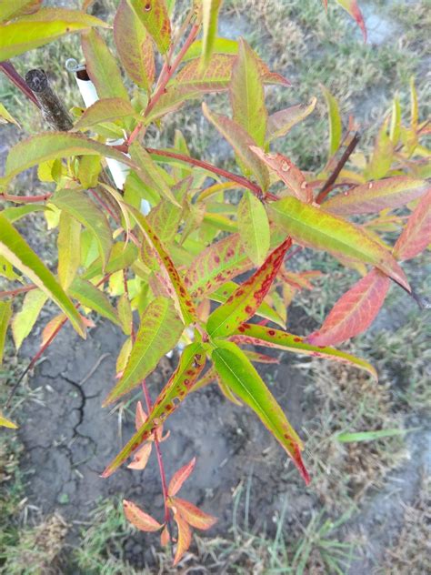 Schéma: rastlina s chlorózou (nedostatok horčíka) a zdravá rastlina