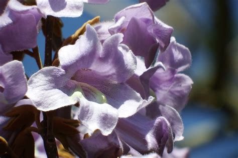 Detail kvetov Paulovnie plstnatej