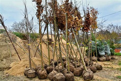 Proces výsadby sadenice Paulovnie