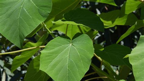 Náčrt správneho rezu Paulovnie