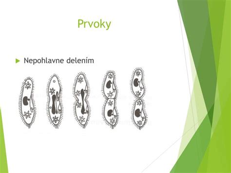 Schéma porovnávajúca nepohlavné a pohlavné rozmnožovanie