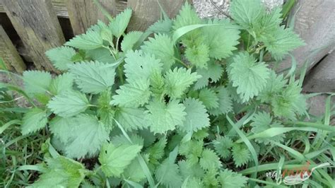 Ilustračné foto mladej žihľavy