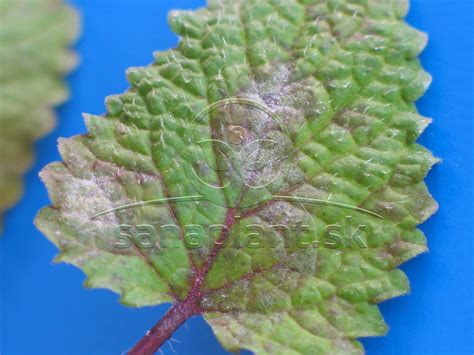 Schematické znázornenie použitia žihľavového postreku na rastlinách