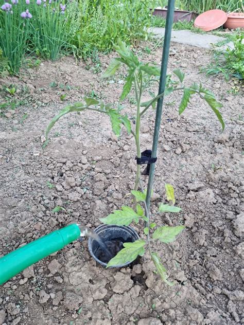 Detail správneho zavlažovania paradajok priamo ku koreňom pomocou hadice.