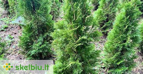 Porovnanie vzhľadu rôznych kultivarov tují (Smaragd, Brabant, Danica)