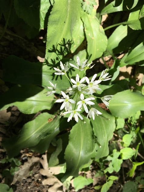 Ilustračné foto cesnakovej rastliny s vňaťou a hlávkou s rozdelenými strúčikmi