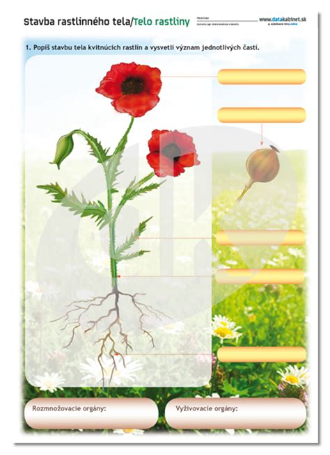 Ilustrácia botanických detailov maku siateho (koreň, stonka, list, kvet, makovica)