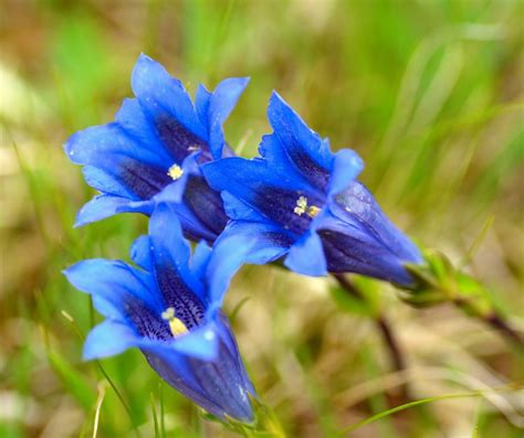 Schéma ideálneho zloženia pôdy pre horec s vyznačenou drenážnou vrstvou zo štrku a piesku.