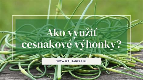 Ilustrácia znázorňujúca kolobeh rastu cesnaku počas roka