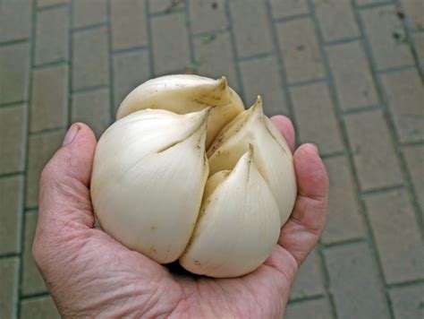 Ilustrácia znázorňujúca rôzne typy cesnaku (paličiak, nepaličiak, sloní cesnak)