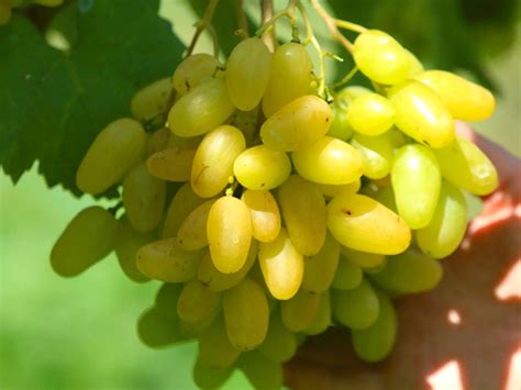 Detail bobúľ odrody ‘Heliodor kišmiš’