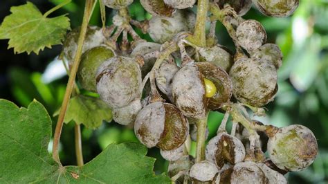 Ilustrácia napadnutia viniča múčnatkou