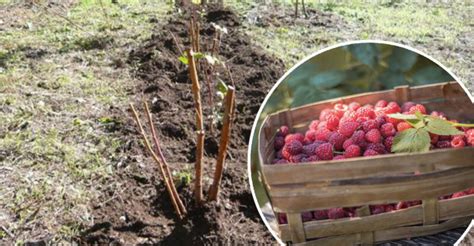 Schéma rezu malín na jednu úrodu (jesennú)
